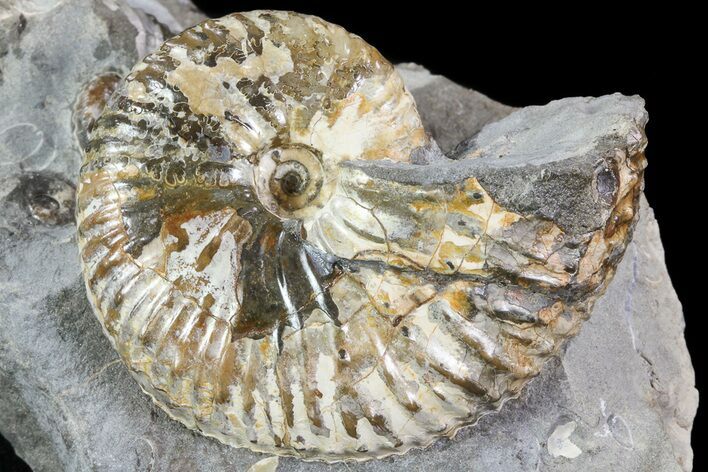 Hoploscaphites Ammonite - South Dakota #73844